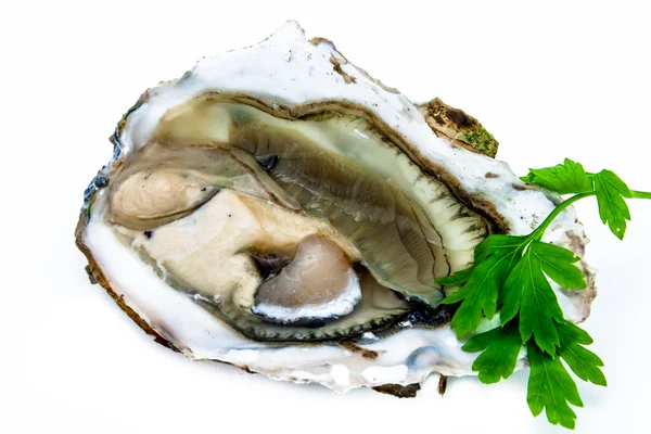 Eén oester. — Stockfoto