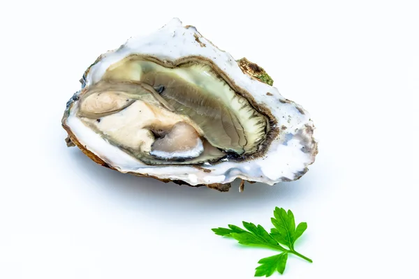 Eén oester. — Stockfoto