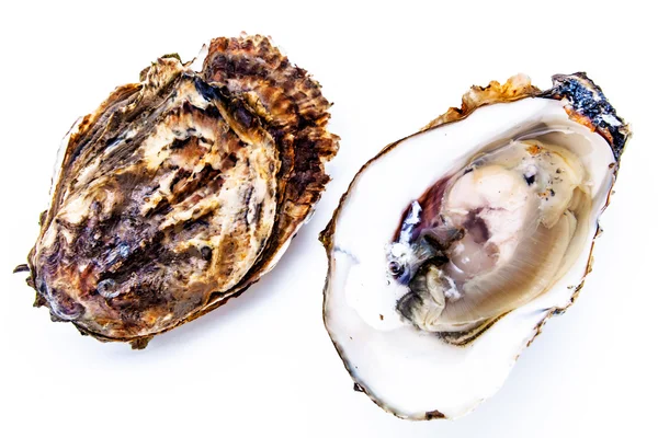 Twee oesters — Stockfoto