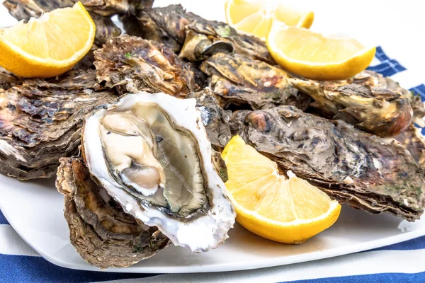 Oysters — Stock Photo, Image