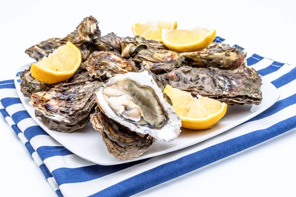 Oysters — Stock Photo, Image