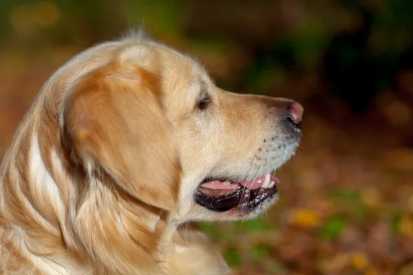 Golden Retriever — Photo