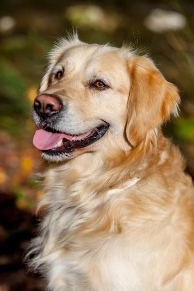 Gouden retriever — Stockfoto