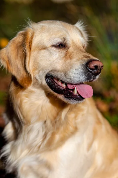 Golden Retriever — Stok fotoğraf