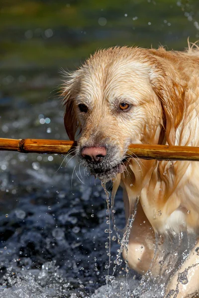 Golden retriever — Stockfoto