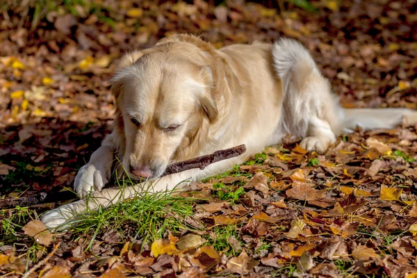 Golden retriever — Stockfoto