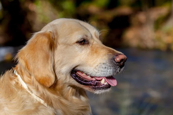 Golden Retriever — Stok fotoğraf