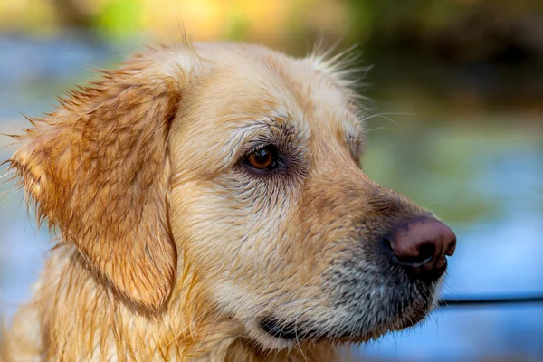 Gouden retriever — Stockfoto