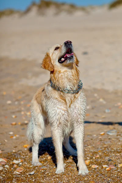 Golden retriever — Stockfoto