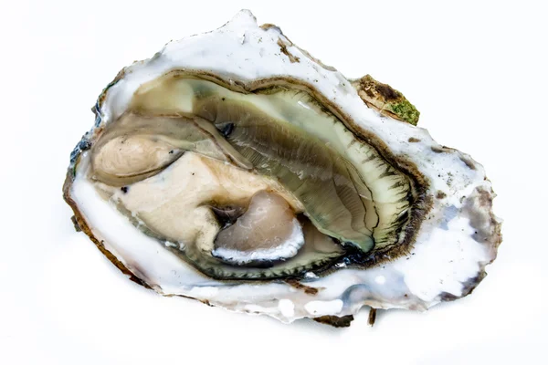 One oyster — Stock Photo, Image