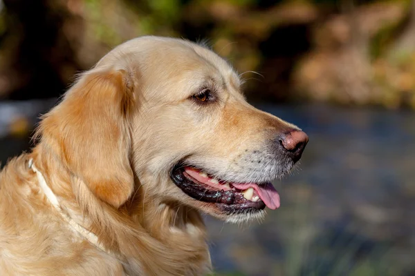 Golden Retriever — Stok fotoğraf