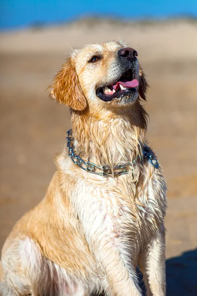 Golden Retriever — Photo