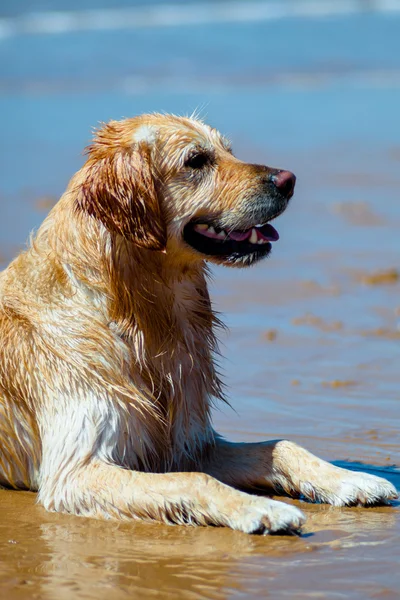 Gouden retriever — Stockfoto