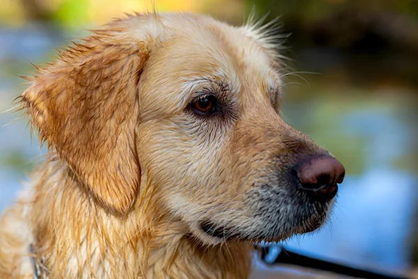 Χρυσόs retriever — Φωτογραφία Αρχείου