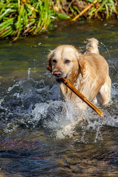 Perro perdiguero de oro — Foto de Stock