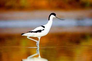 Alaca kılıçgaga, recurvirostra avosetta