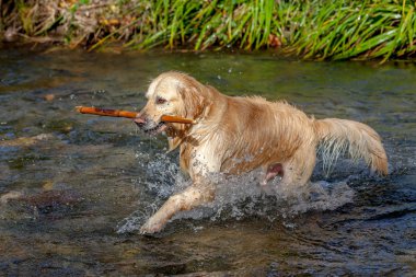Golden Retriever