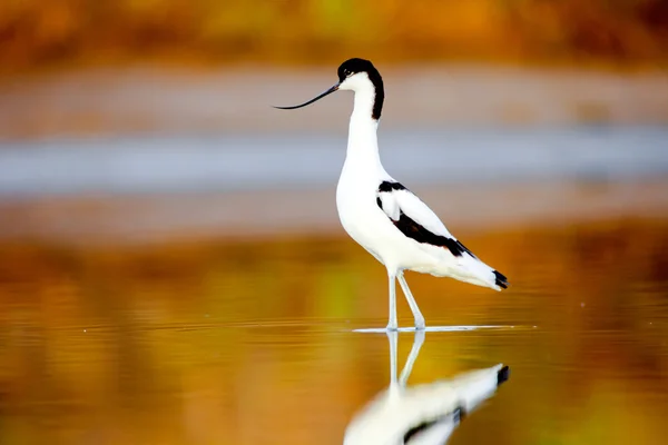 Avocetta pied, recurvirostra avosetta — Foto Stock