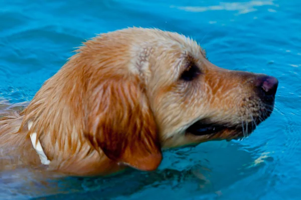 Golden retriever, úszás — Stock Fotó