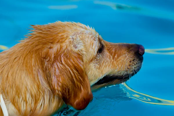 Golden Retriever swimming — Stock Photo, Image