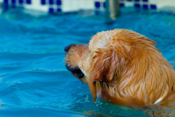 Golden Retriever nuoto — Foto Stock