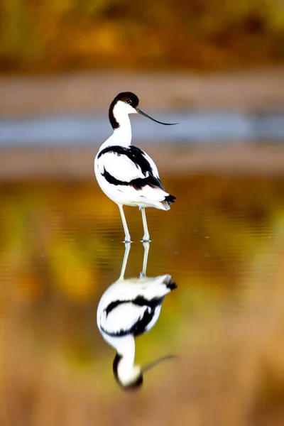 Pied Avocet, Recurvirostra avosetta – stockfoto