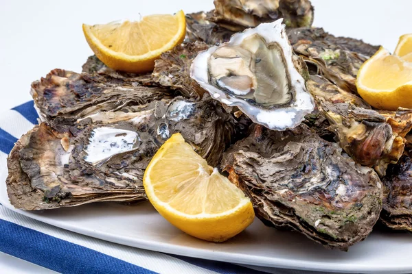 Oysters — Stock Photo, Image