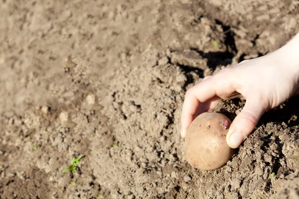 Human hand planting potato tuber
