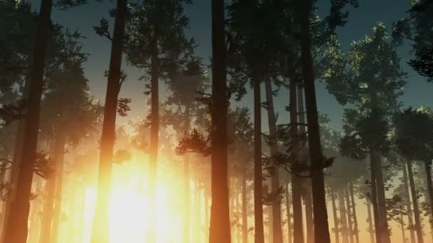 Felkelő nap fény-erdő