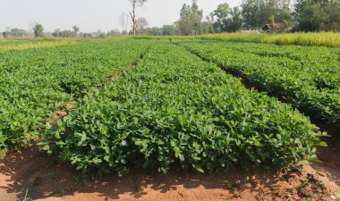 Güneş pilli organik fıstık çiftliği. Fıstık yetiştirilen tarım arazisi.