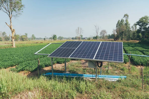 Granja Cacahuetes Orgánicos Con Célula Solar Campo Agrícola Que Crecen —  Fotos de Stock