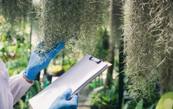 Wissenschaftler Die Pflanzen Forschen Agraringenieur Testet Gesundheit Und Analysiert Beispielpflanzen — Stockfoto