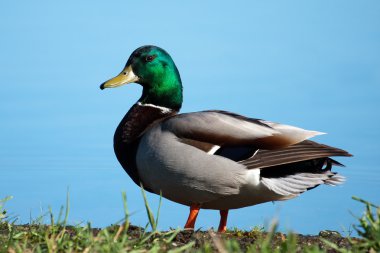 sunning yeşilbaş