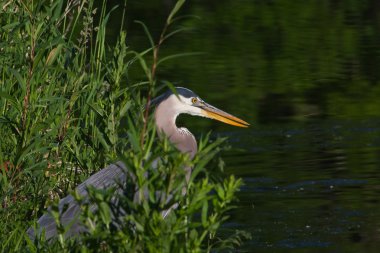 Büyük Mavi Balıkçıl