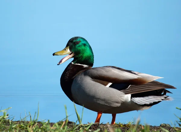 Mallard sunning — Stock Photo, Image