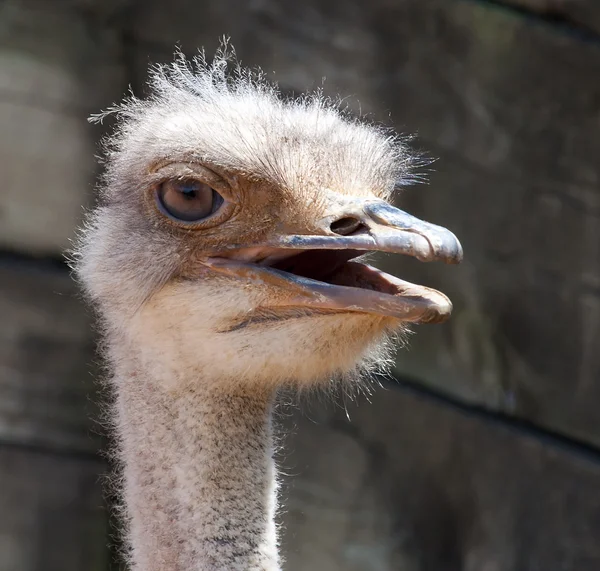 Strauß — Stockfoto