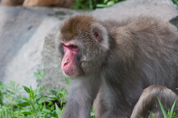 (Sneeuw) makaak Monkey's — Stockfoto