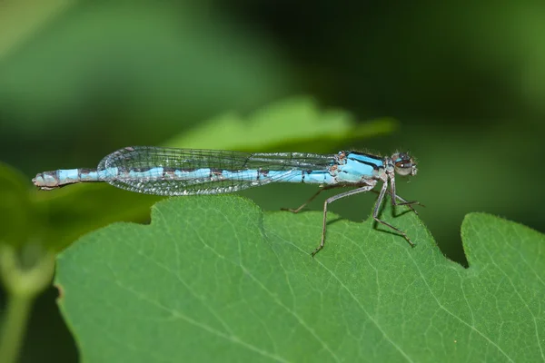 Common Blue Damselfly — Stock Photo, Image