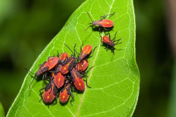 Aphids on a Leaf — Stock Photo, Image