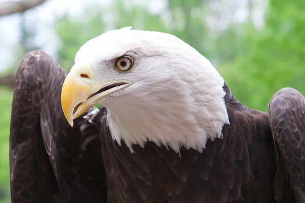 Amerikanischer Weißkopfseeadler aus nächster Nähe — Stockfoto