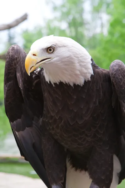 American Bald Eagle primo piano — Foto Stock