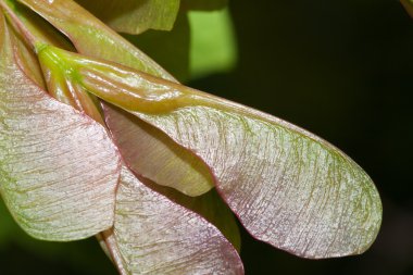 alan kanatlı akçaağaç tohumu