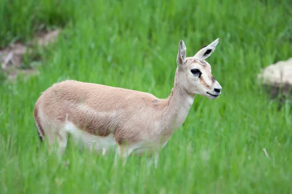 Thomson's gazelle female — Stock Photo, Image