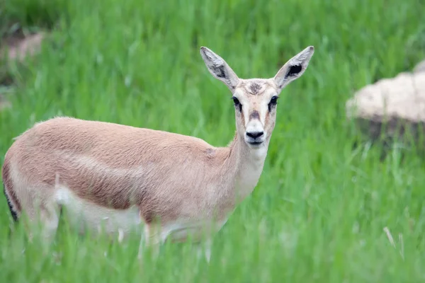 Thomson's gazelle female — Stock Photo, Image