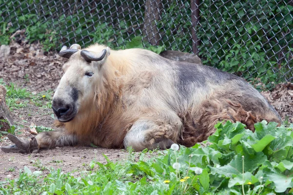 Takin vaststelling van — Stockfoto