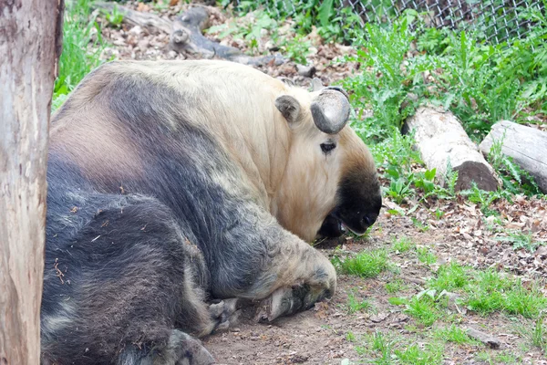 Takin vaststelling van — Stockfoto