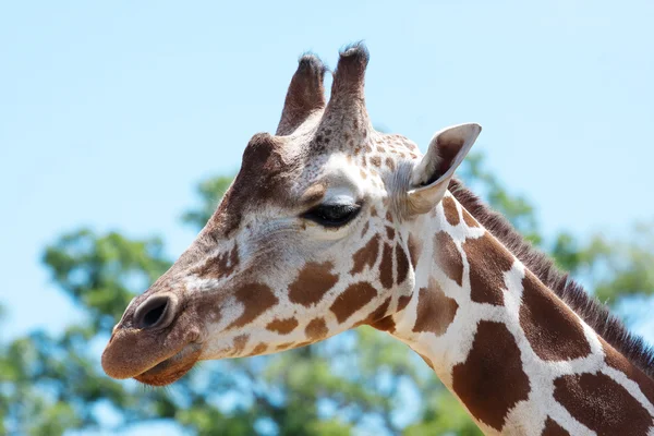 Giraffe im Zoo — Stockfoto