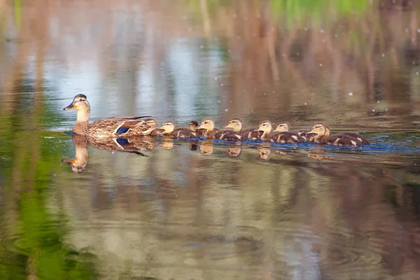 Mallard and her Ducklings — Stock Photo, Image