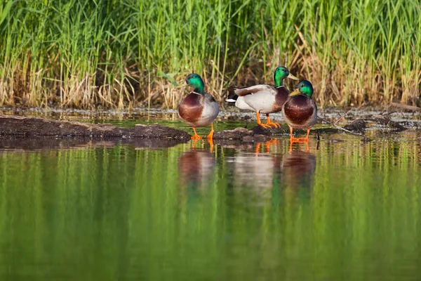 Mallard asolearse —  Fotos de Stock