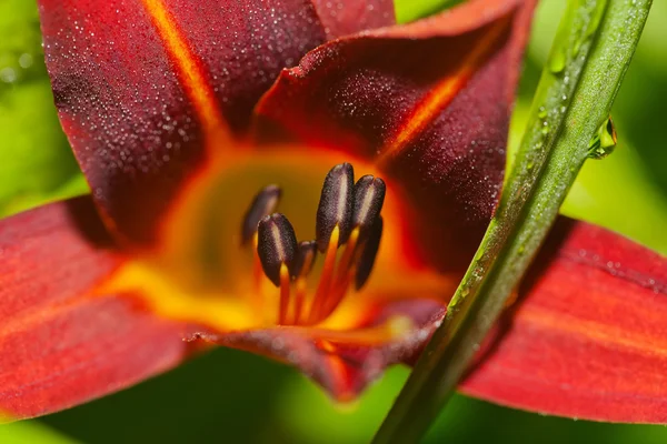 Día rojo Lily — Foto de Stock